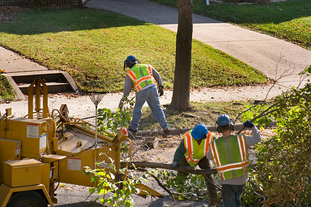 Best Tree Mulching  in Groesbeck, OH