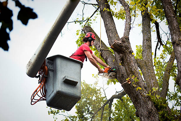 Groesbeck, OH  Tree Services Company